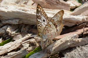 199 2015-01109590 Loxahatchee NWR, FL